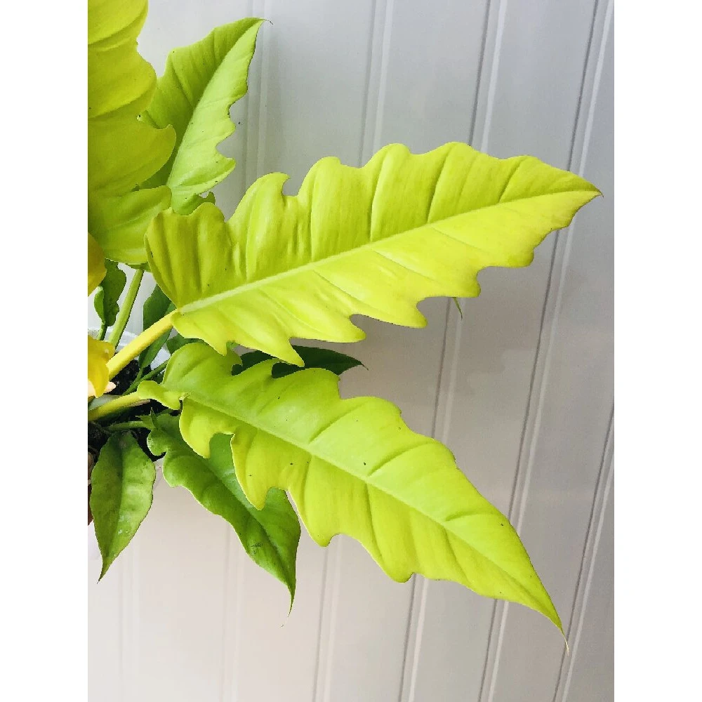 黄金火之戒蔓绿绒鳄鱼神锯宽羽网红观叶植物客厅阳台庭院净化空气