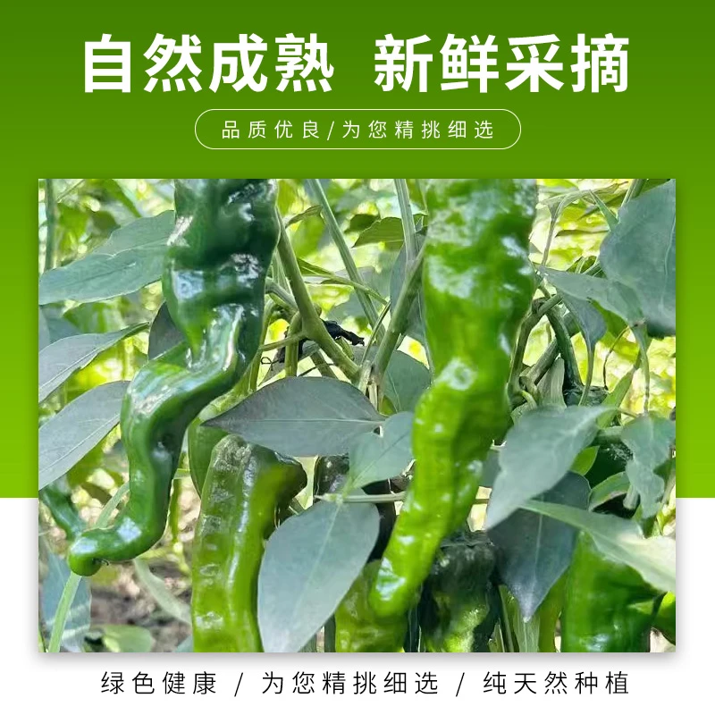 安徽小皱皮薄皮青椒爆香香辣特辣新鲜蔬菜农家自种爽口辣椒农家