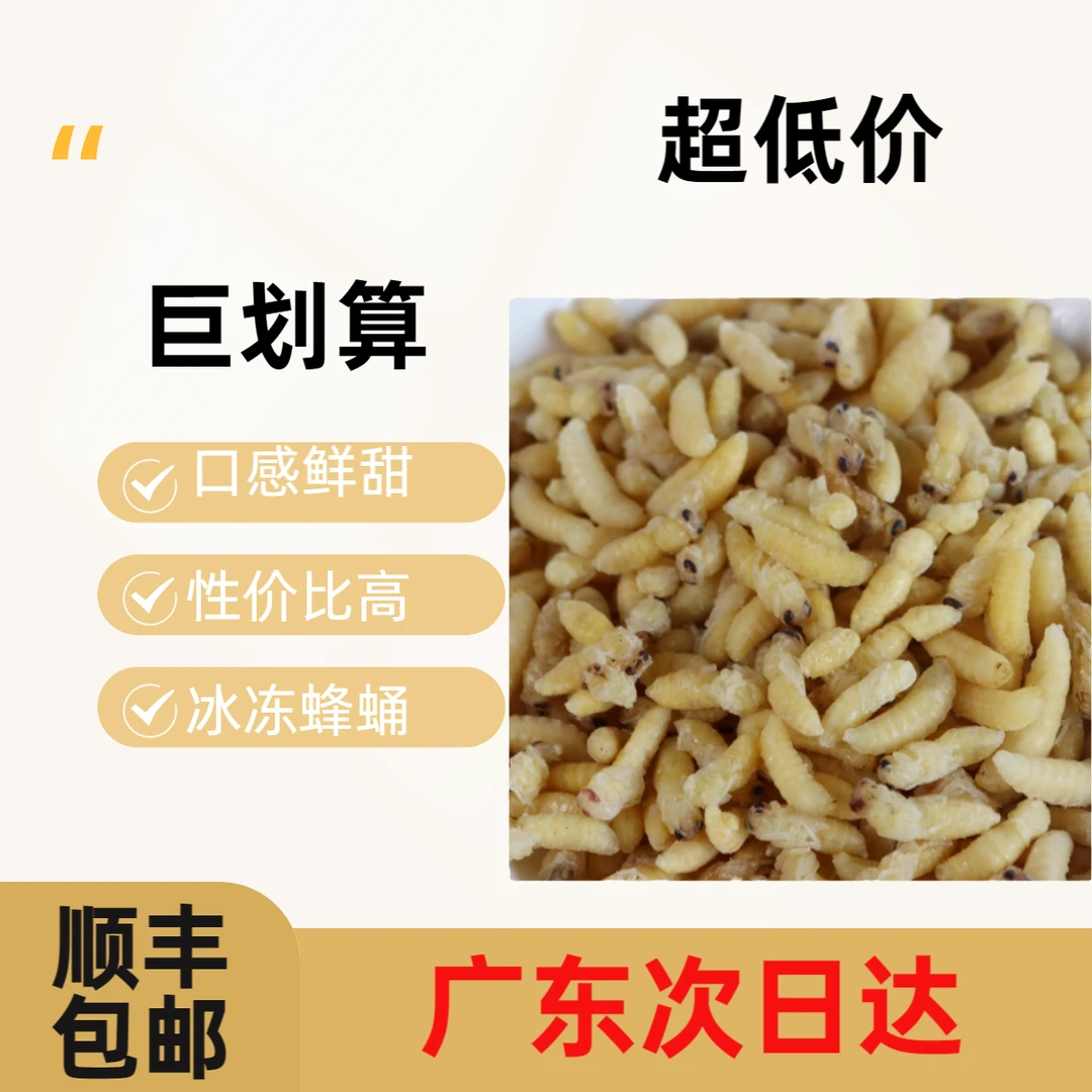 一二等混合鲜活树蜂冰冻蜂蛹七里葫芦蜂马蜂窝