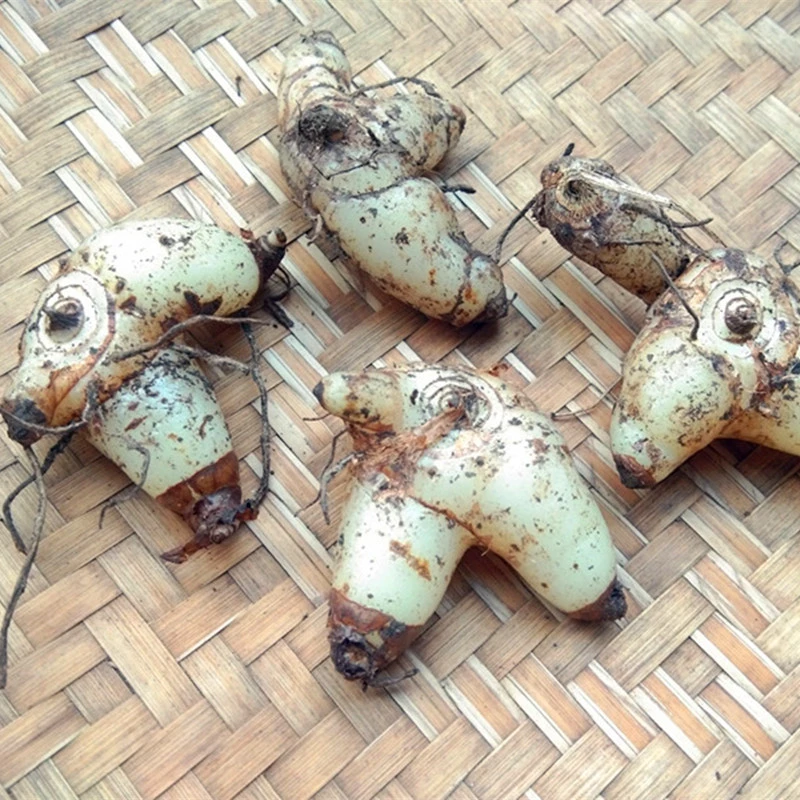 贵州山货新鲜白芨 三角白芨