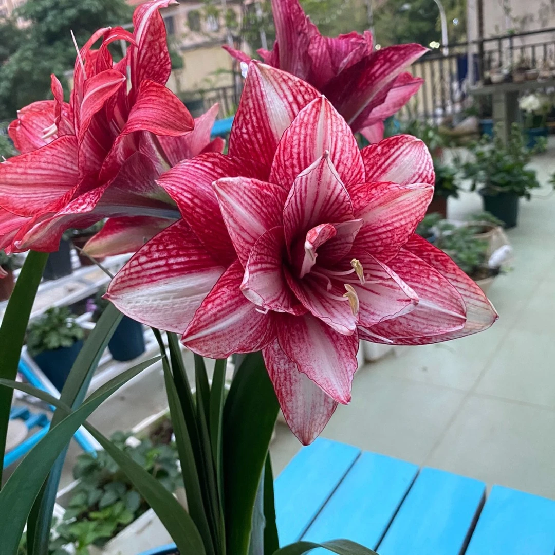 《紫金》球根花卉进口朱顶红台朱，包对版发货默认保湿护根