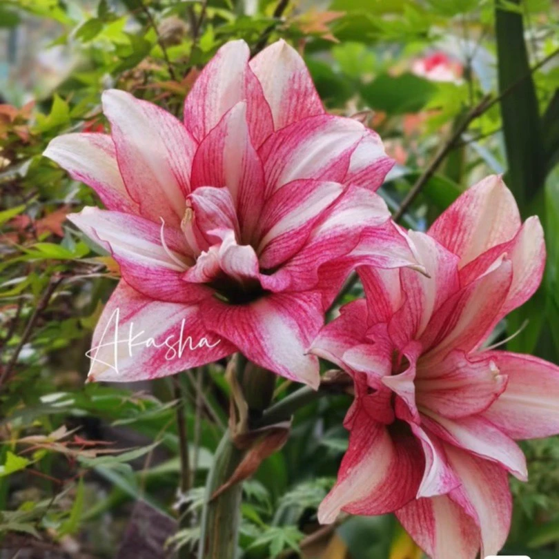 长春系列《紫纹》球根植物朱顶红，45/cm，发货默认保湿护根，包对版
