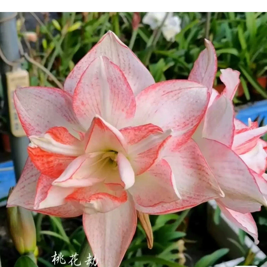 《桃花劫》杂交朱顶红,保湿护根发货,有几率结种子,有香味,包对版