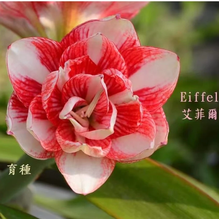 《台朱》《荣华富贵》《邻家女孩》朱顶红品种链接，包对版不包后期养护