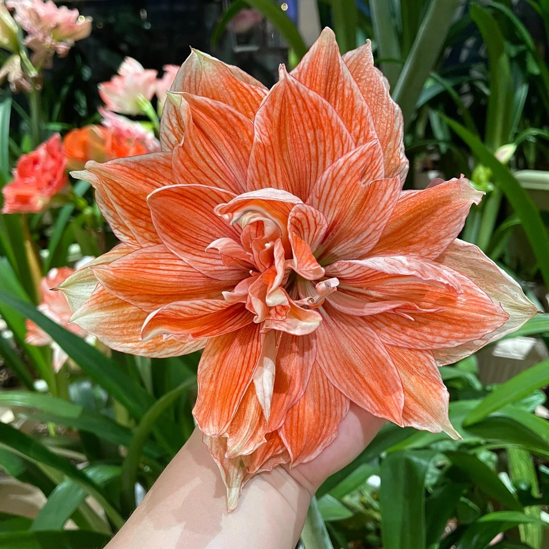 《尼罗河女儿》颜色，瓣化都绝了，基地自然球早上挖早上发，种小盆发
