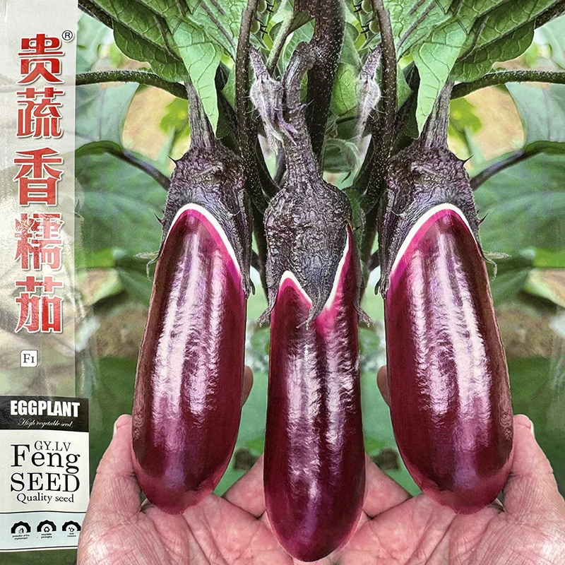 贵蔬香糯紫红茄种籽薄皮杂交早熟高产紫红长茄种子四季农家蔬菜籽