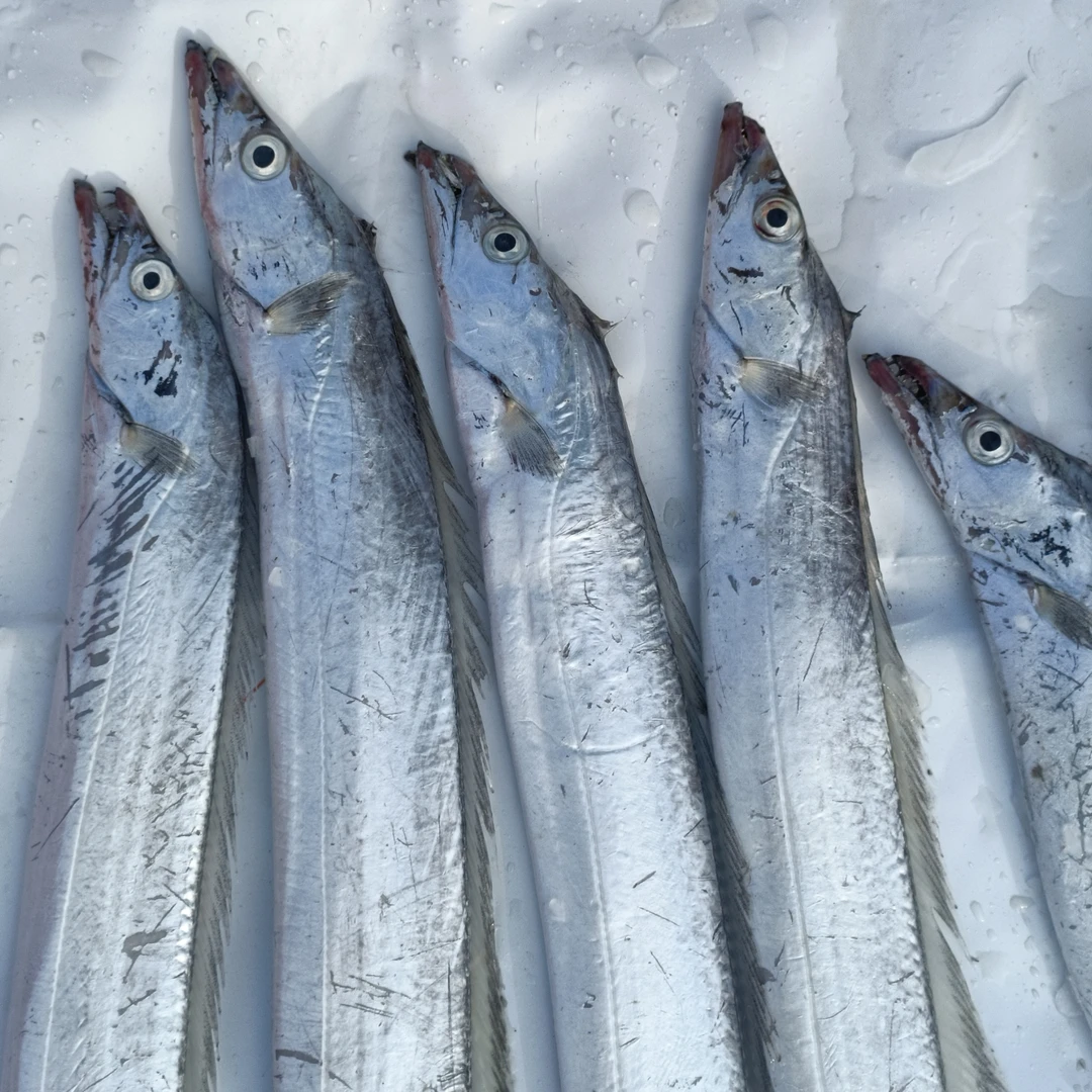 小眼油带鱼S  4斤（共约13-15条）速冻锁鲜发货