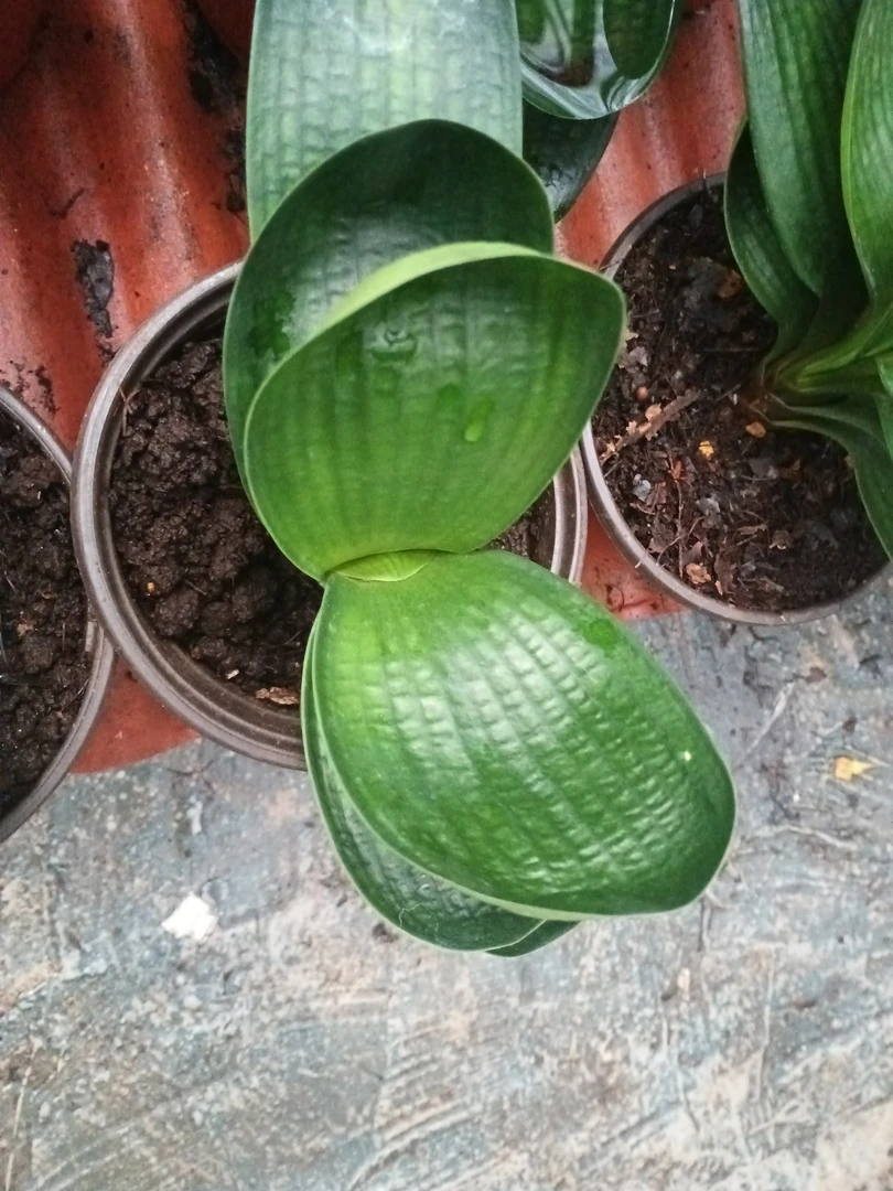 基地直播，君子兰圆宝麻脸系列