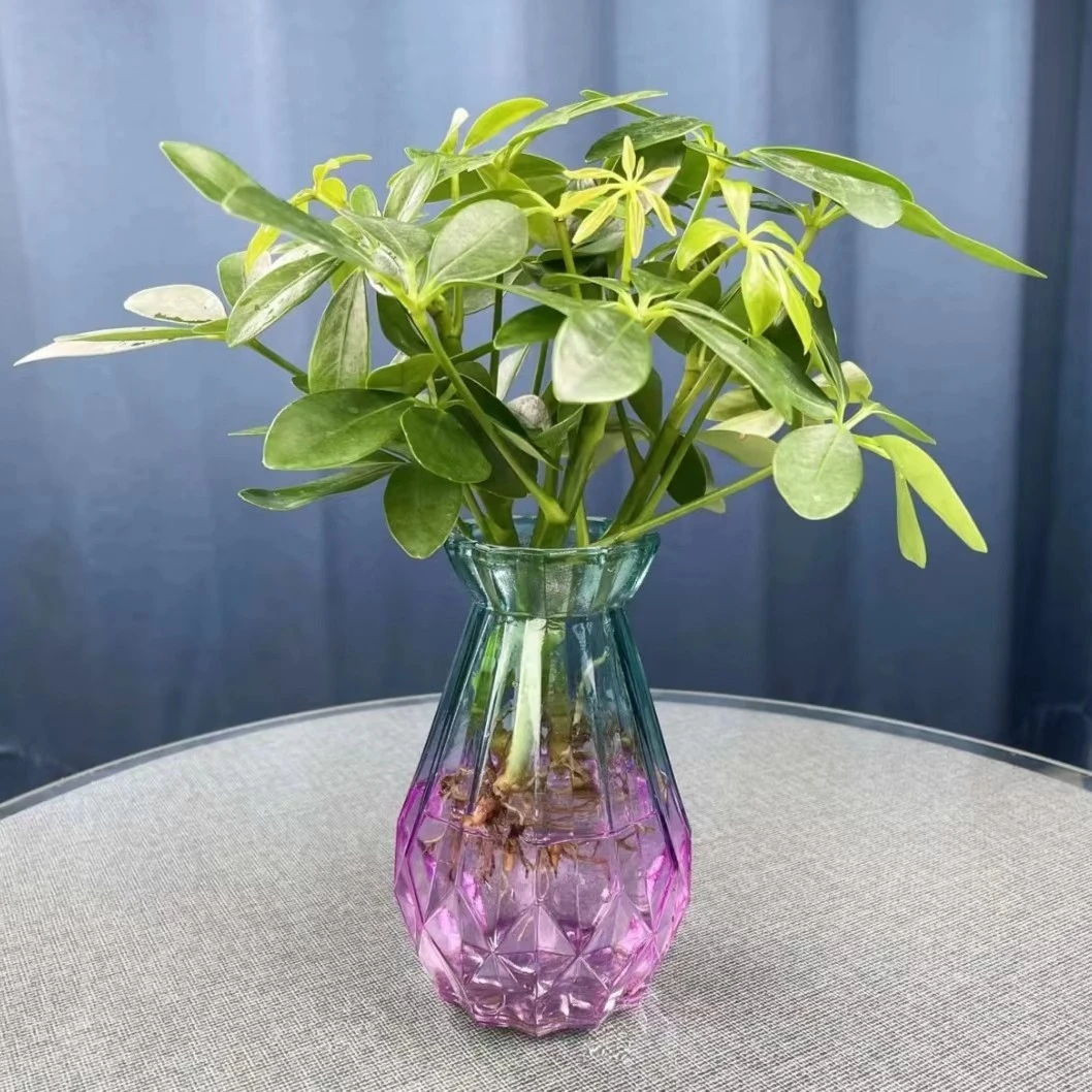 七叶莲水培植物好养易活四季常青室内八方来财鸭脚木花卉绿植盆栽