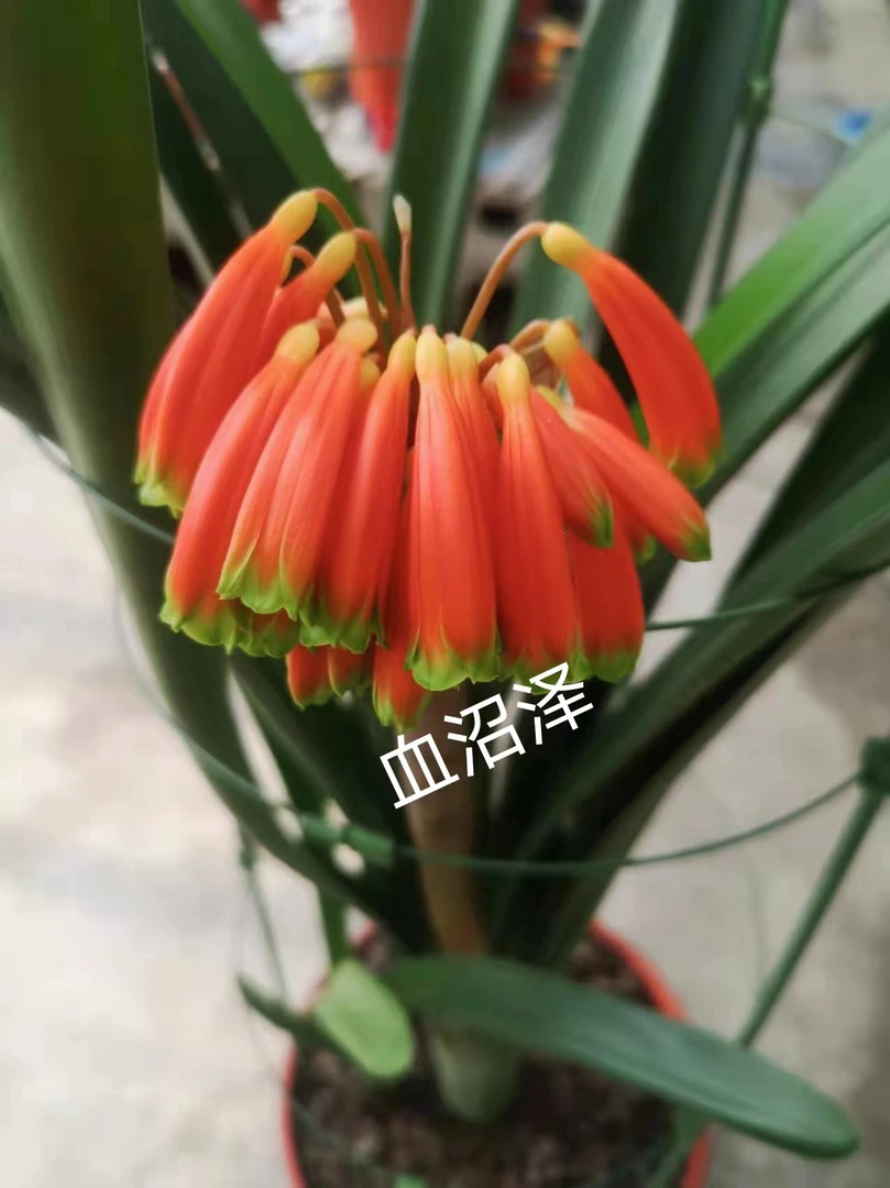 红沼泽3-5叶苗原盆发货