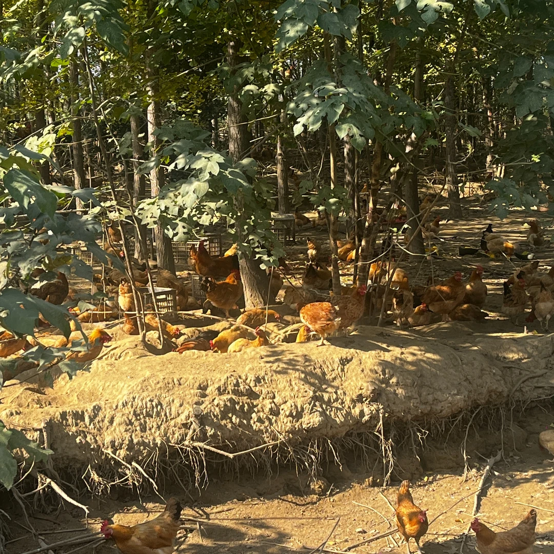 【顺丰包邮】正宗农家散养土鸡丛林土鸡正宗土鸡现抓现杀