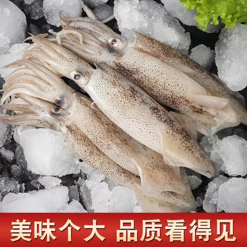2野生大号公海兔/笔管鱼（11～14只左右一斤） 共4斤 鲜货速冻发顺丰