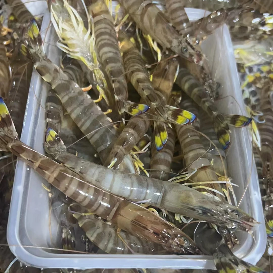 海捕九节虾竹节虾花虾(一斤35只左右)共2斤 速冻后顺丰发