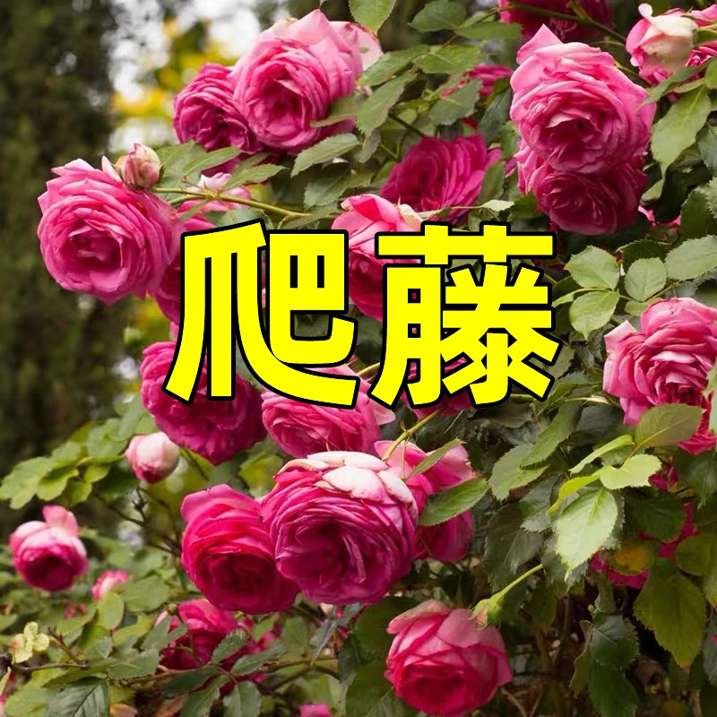 1云南昆明蔷薇月季花苗大花浓香四季循环开花花卉绿植盆栽阳台