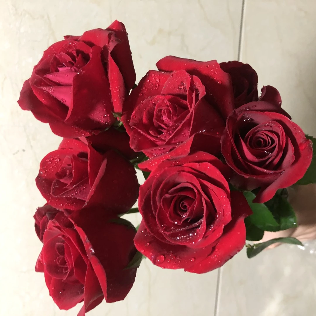 1红玫瑰 云南昆明玫瑰花苗老桩浓香花卉阳台盆栽月季老根四季开花