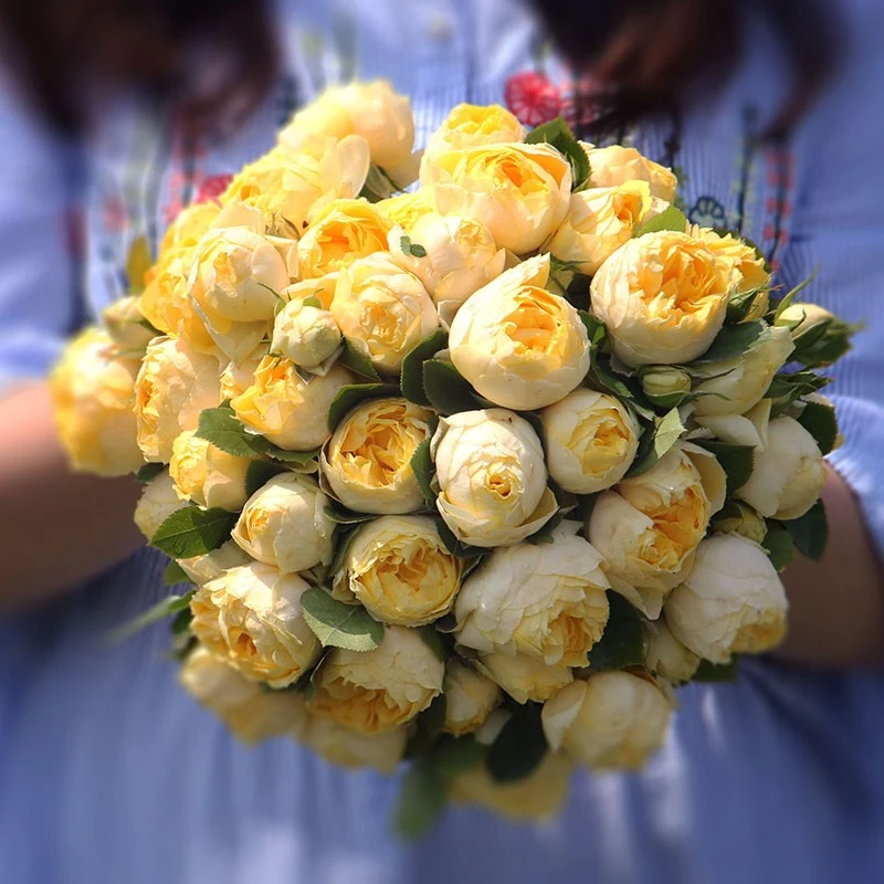 1黄梦露 云南昆明玫瑰花苗老桩浓香花卉阳台盆栽月季老根四季开花