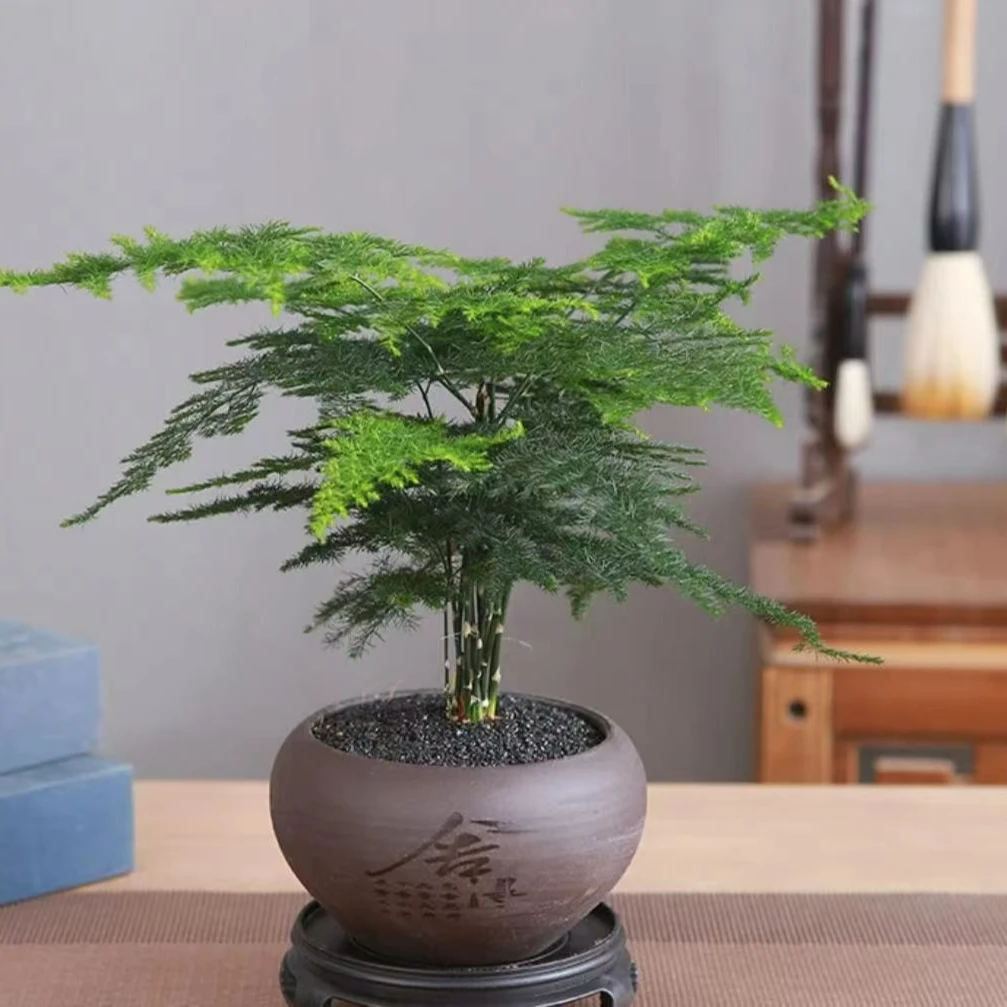 【直播专属】文竹含盆加底座绿植花卉客厅书房盆栽美观植物