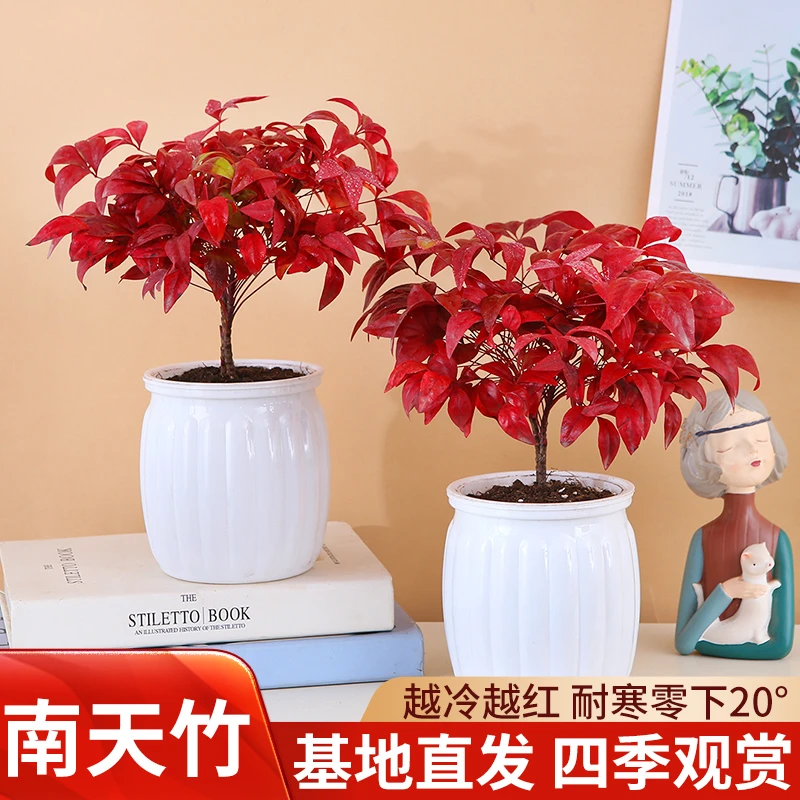 【拍一发二】水培火焰南天竹盆栽好养耐寒年宵植物【南瓜白盆】