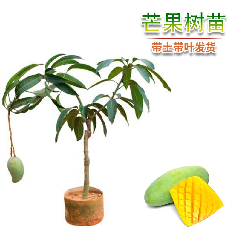 金煌芒台农芒桂七芒贵妃芒四季蜜芒嫁接树苗阳台庭院种植带土带叶