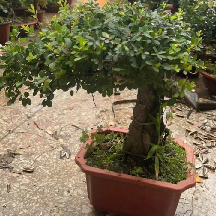 盆景之美不在攀比，不在价位，在于欣赏与品位，舒展心情放飞心灵