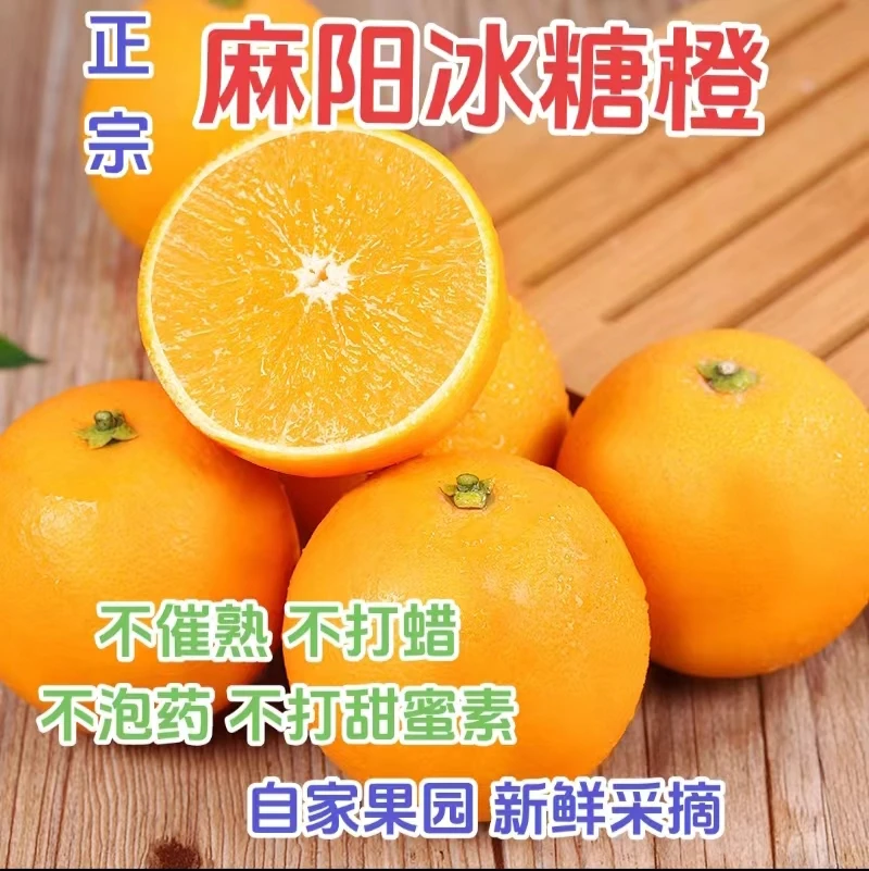 麻阳冰糖橙自家果园新鲜采摘橙子阳光湖南皮薄脆嫩现摘酸甜快递