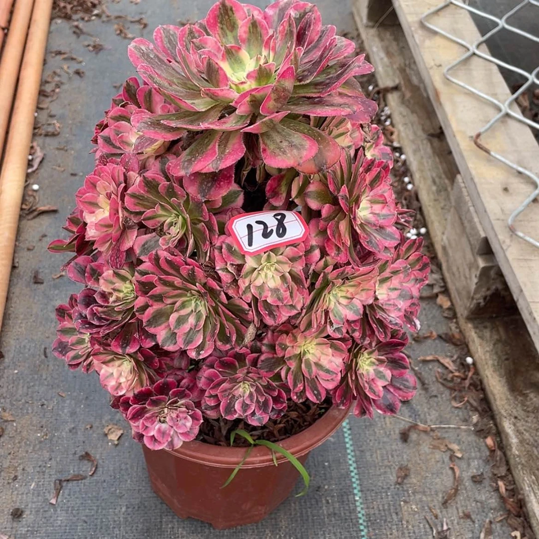 【闪购商品】阿*?有断枝