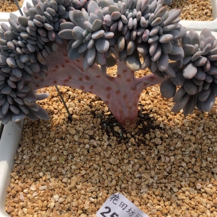 那****Z25.007粉兔缀化一个