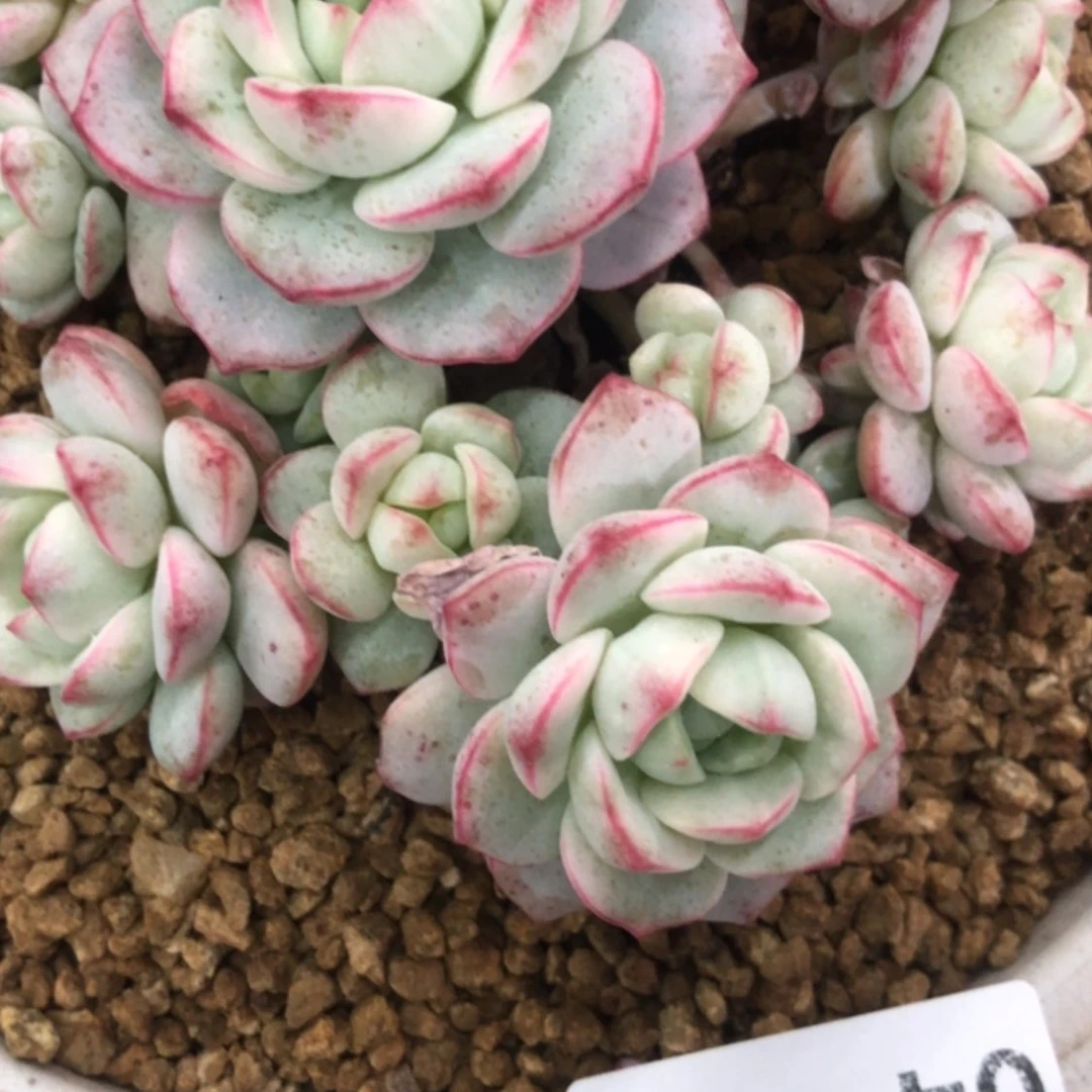 【闪购商品】宝****园04.23香草锦