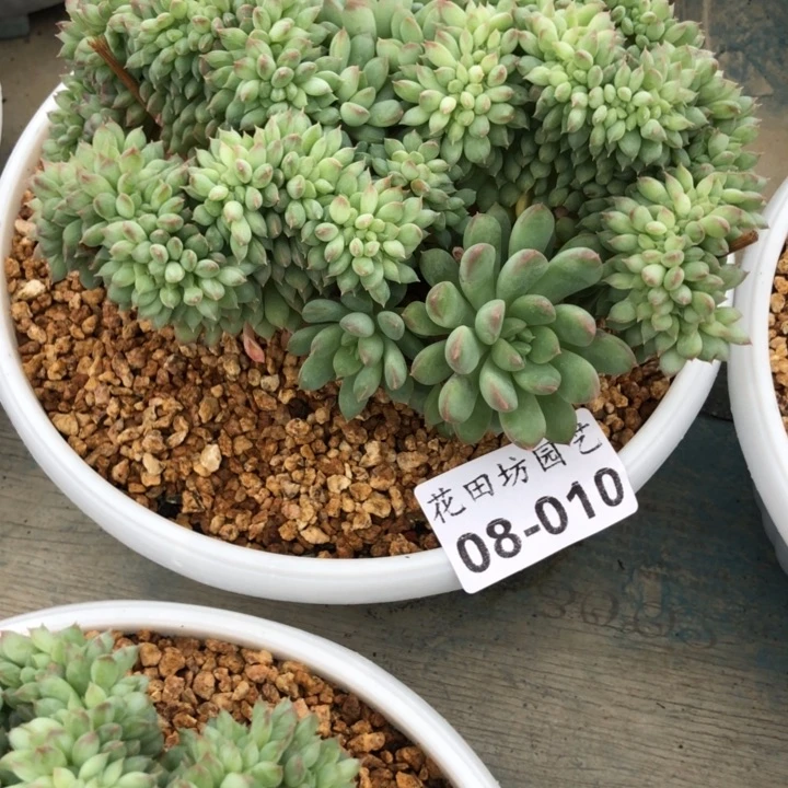 L****林08.10美人系缀化