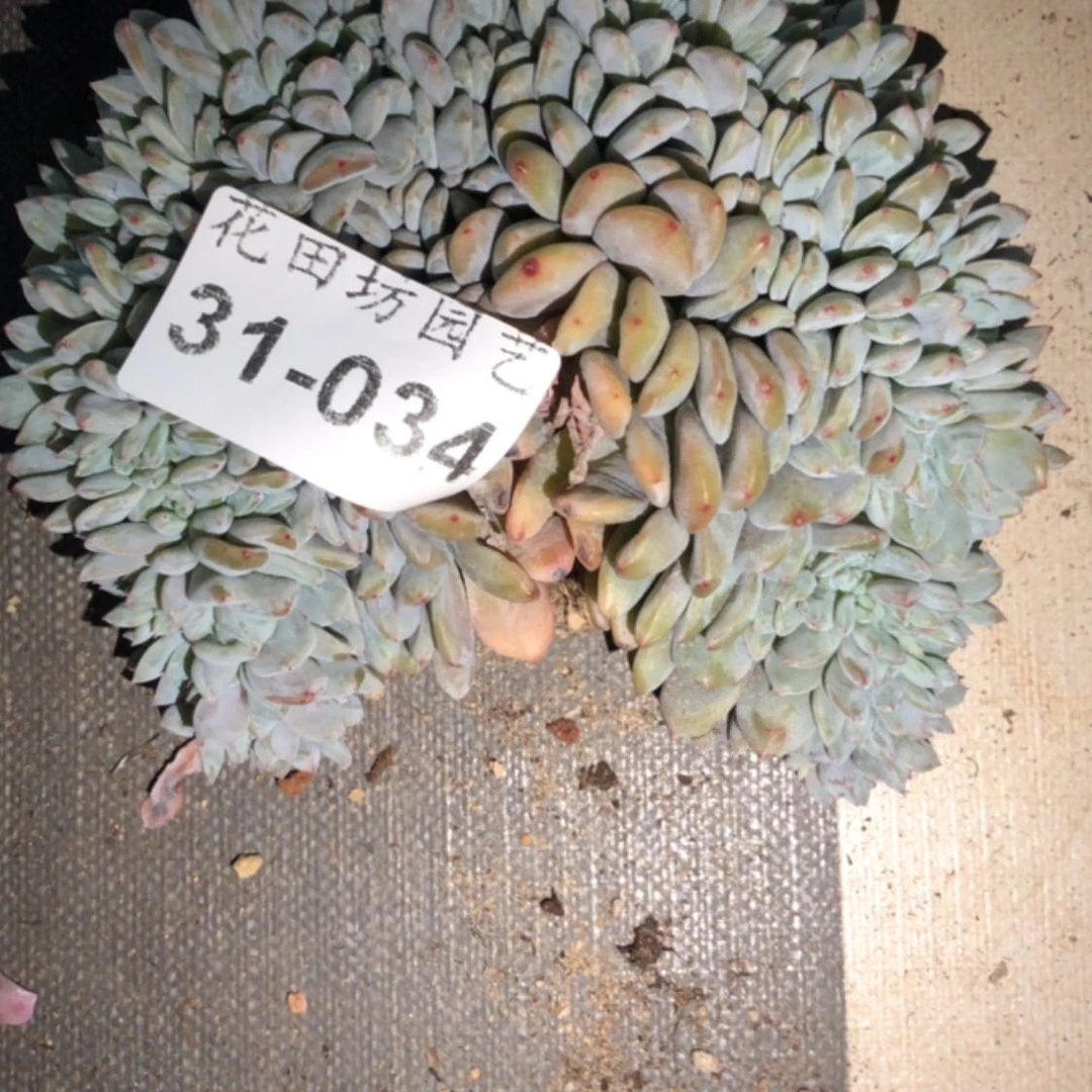 【闪购商品】诺**技31.34星影缀瑕疵