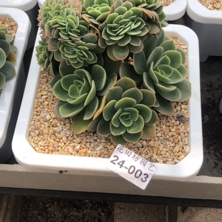 24.003星娜塔缀化