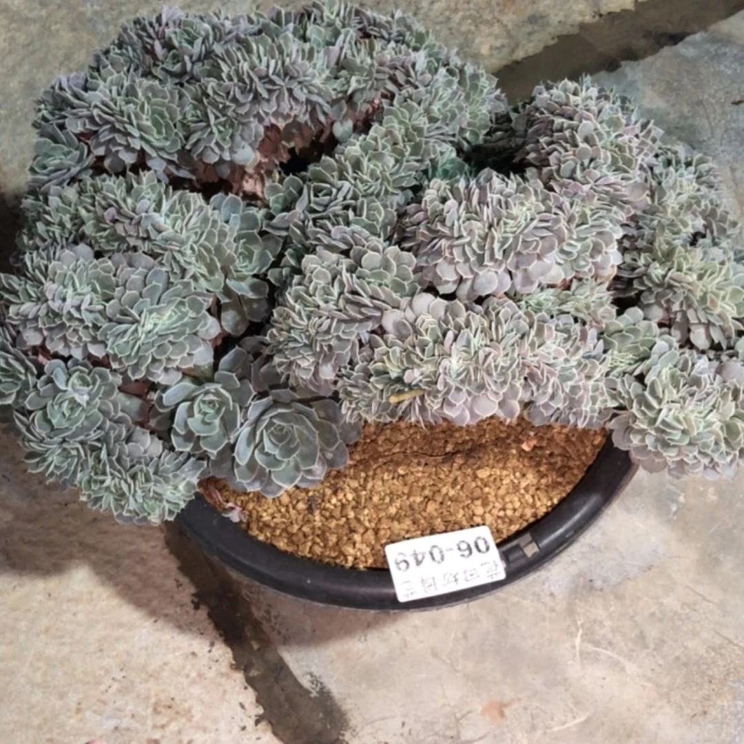 【闪购商品】慕*?06.49天赐缀差价