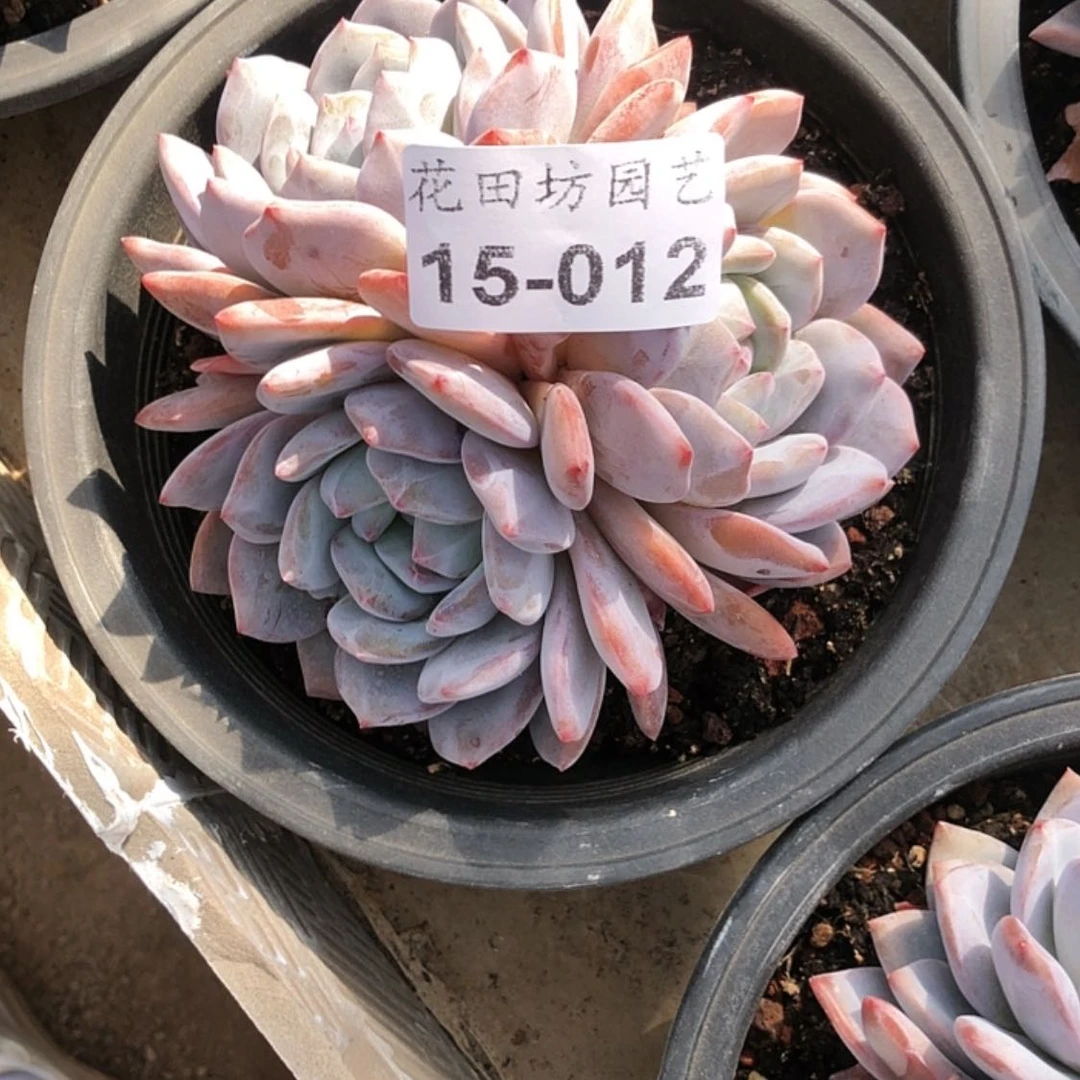【闪购商品】小***°15.12韩橙