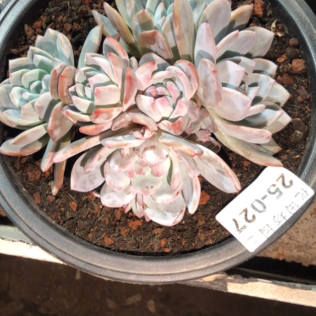 【闪购商品】感****?25.27石榴籽