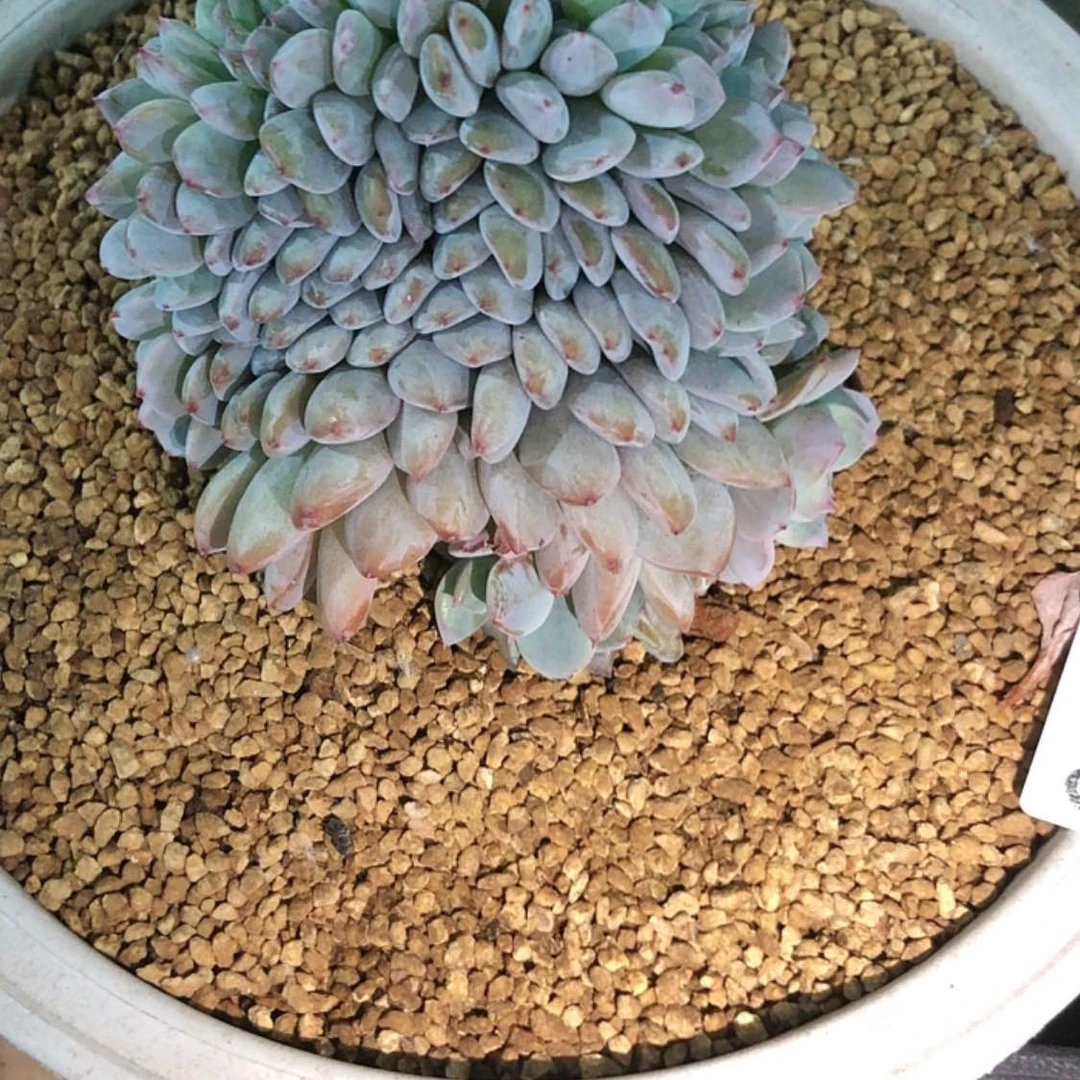 【闪购商品】谈***首18.36石榴籽