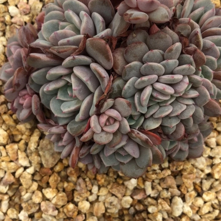 01.18韩版海棠花缀