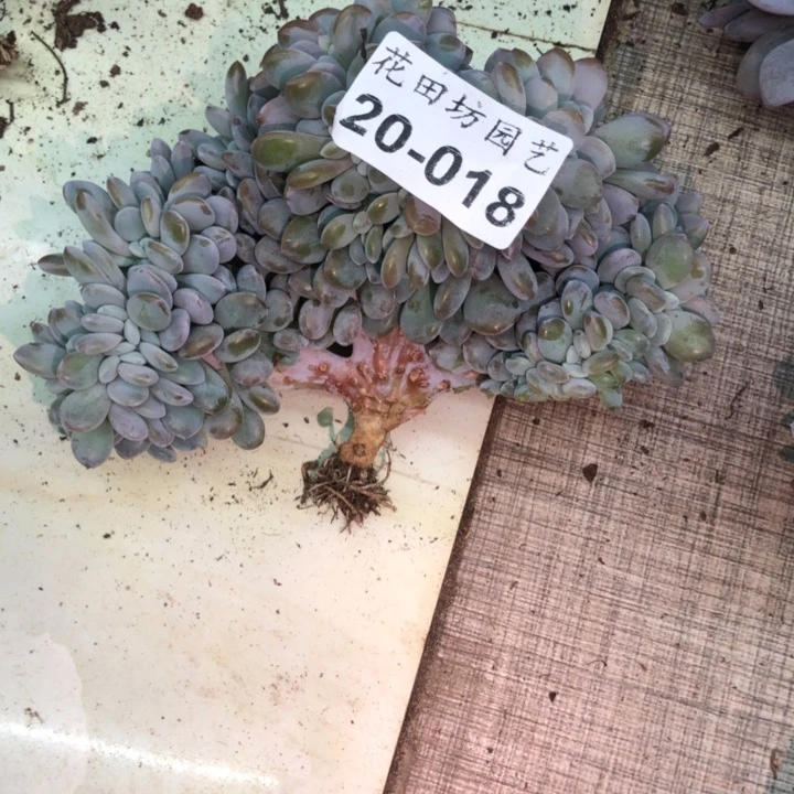 紫****饭20.18粉兔缀化一个