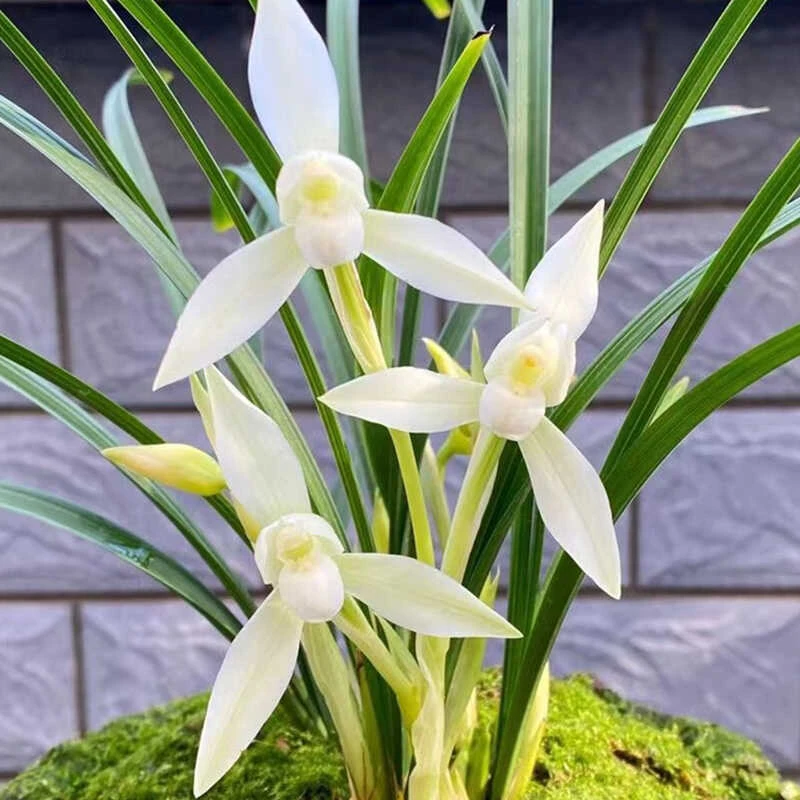 兰花苗 春兰带花苞白雪冰心 浓香型好养易活客厅书桌绿植盆栽花卉