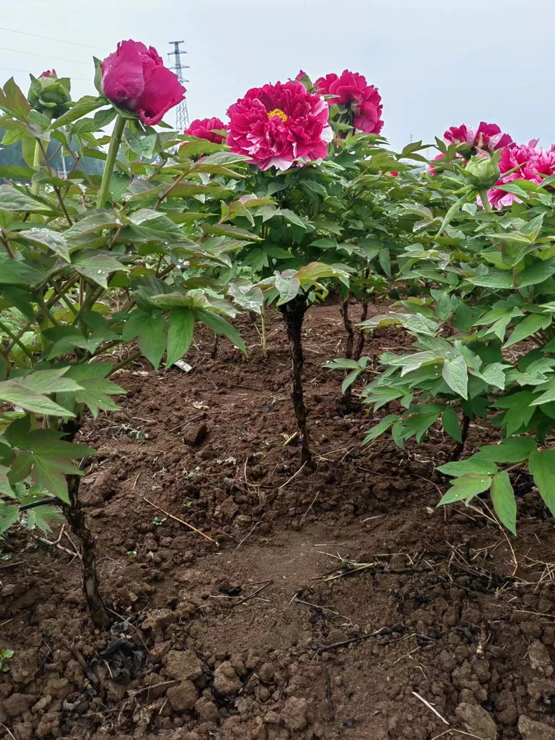 【直播间一物一拍】独杆岛锦观赏牡丹