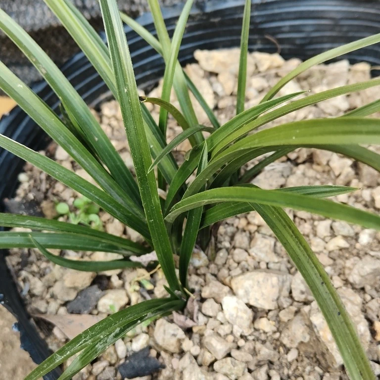 蕙兰盆景草，中矮型，花浓香，无病毒，叶质好。兰花