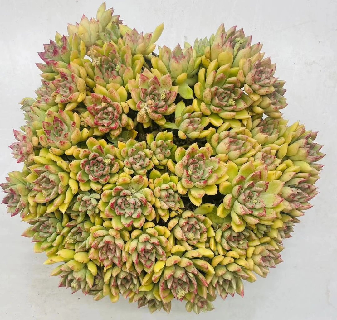 云南精品多肉大手捧花造型 一单包邮（清棚不要米，给个邮费寄给你）