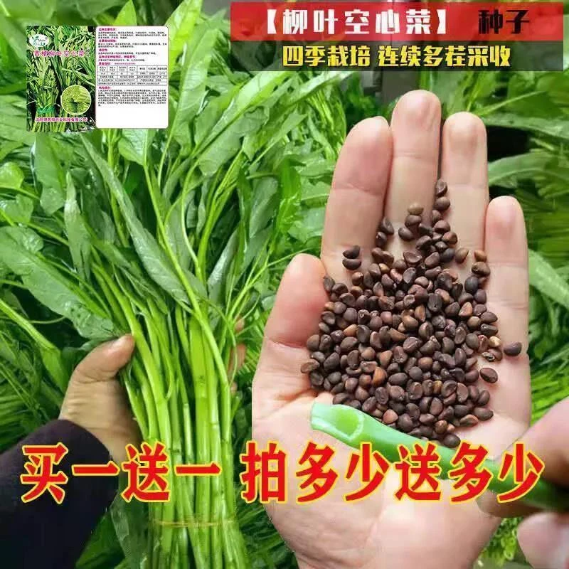 柳叶空心菜种子夏季阳台盆栽蔬菜种籽农家四季播水培大叶空心菜籽