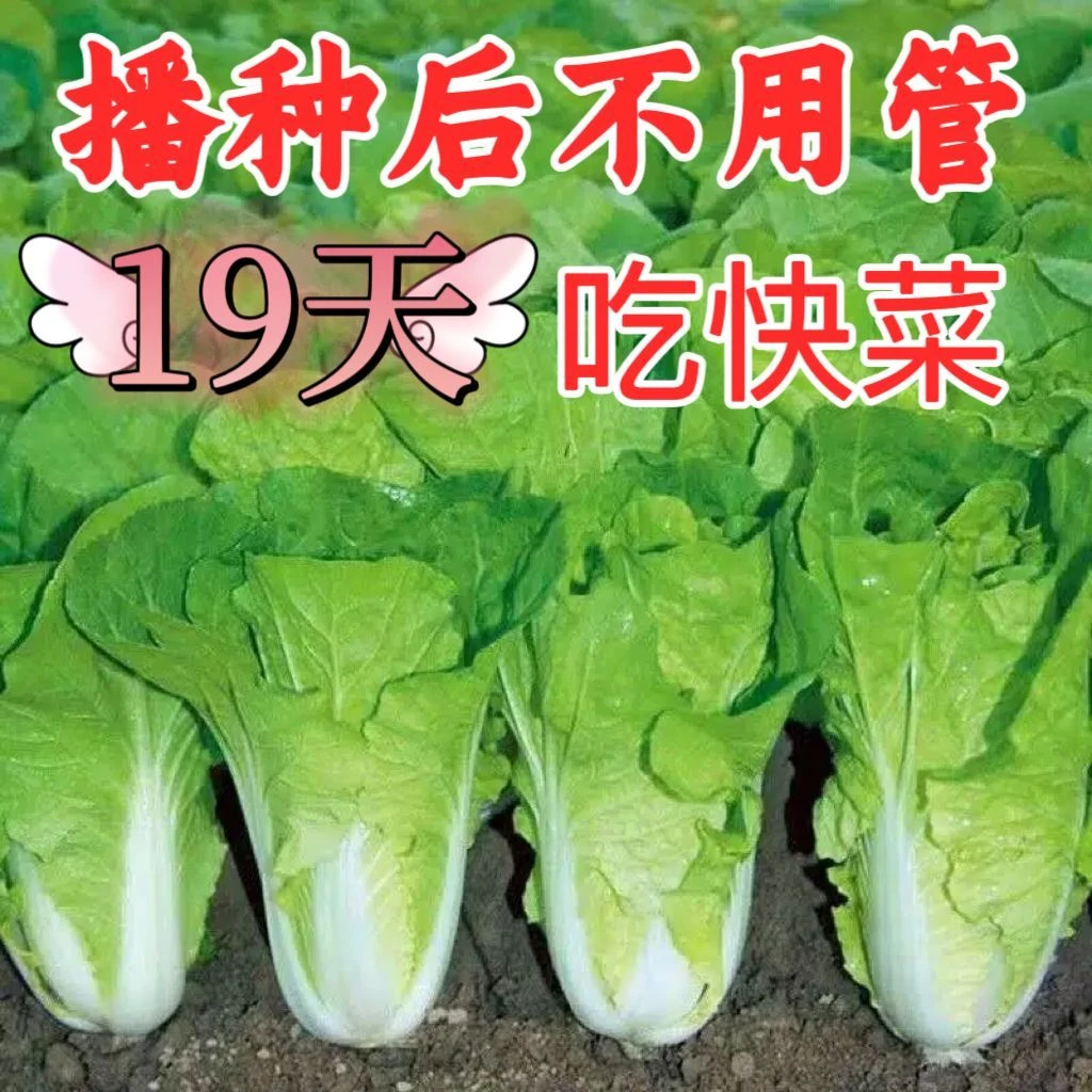 19天速生快菜四季奶油快菜鲜嫩阳台易播耐热抗病蔬菜种子大全高产