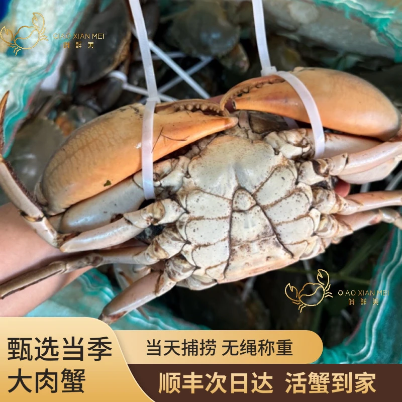 活蟹大肉蟹青蟹鲜活海鲜公蟹饱满肉质鲜美包活包肥