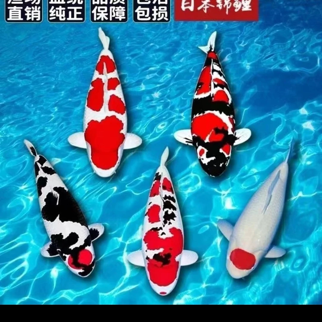 直播间挑选三公分到60公分大正三色昭和红白三色德系锦鲤观赏鱼
