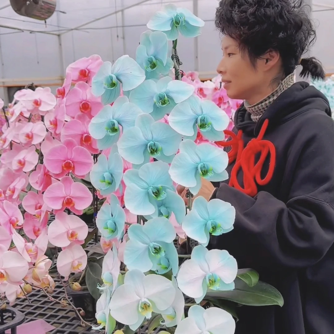 蝴蝶兰基地专拍链接