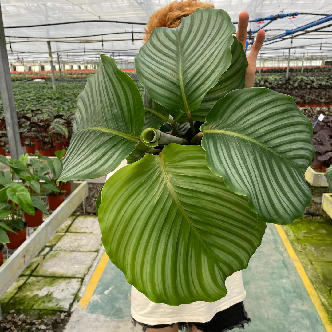 网红青大苹果竹芋花卉绿植盆栽室内办公室客厅净化空气四季常青