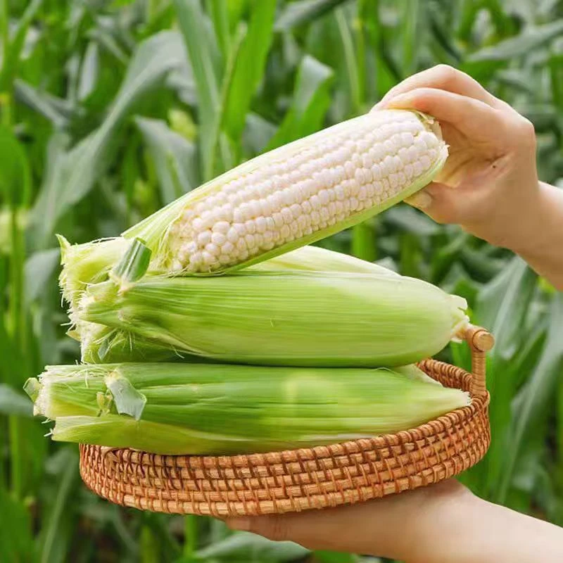 广安农村种植 香甜糯 白玉米 煮稀饭 炖汤