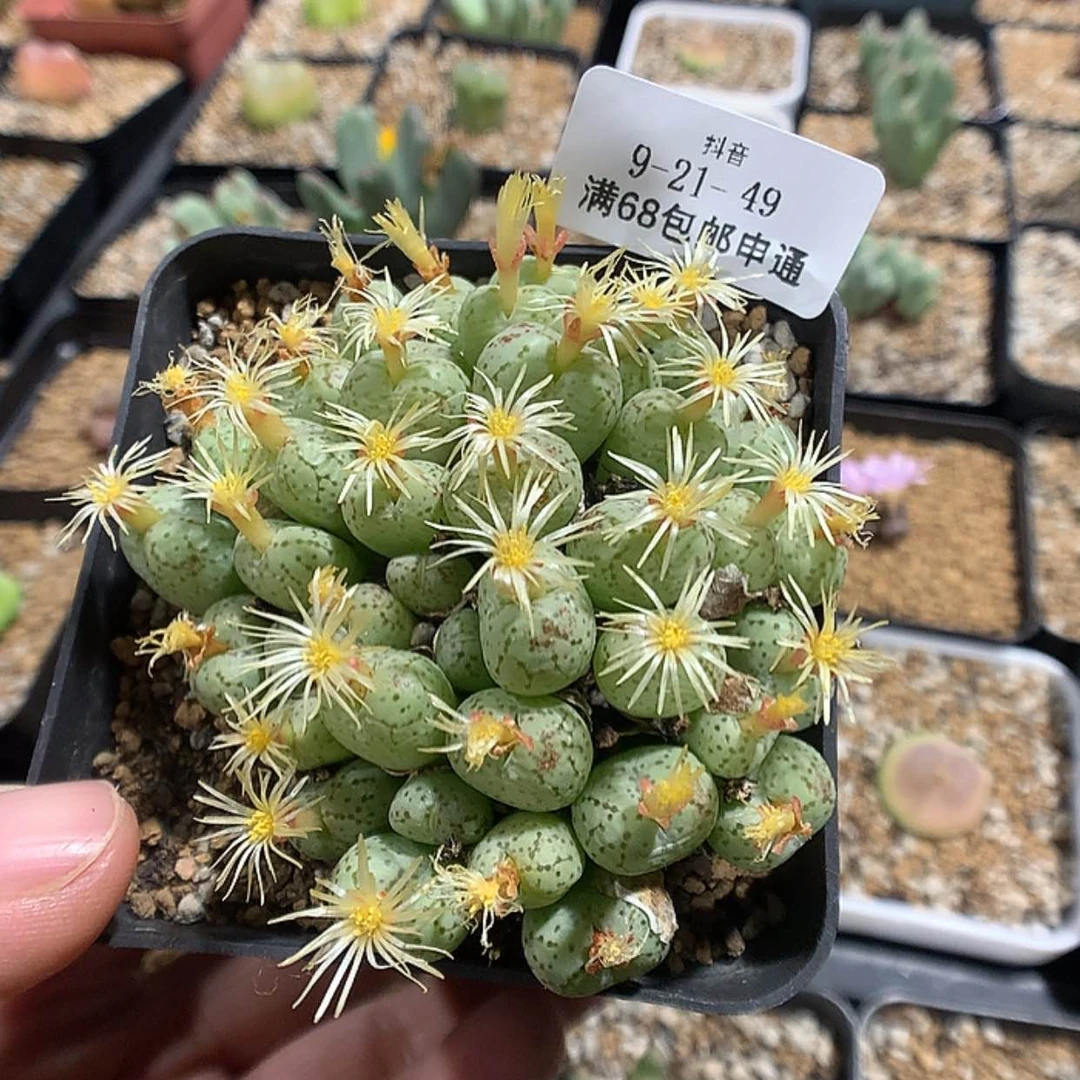 【闪购商品】9-21-49 线纹肉锥一群特 20