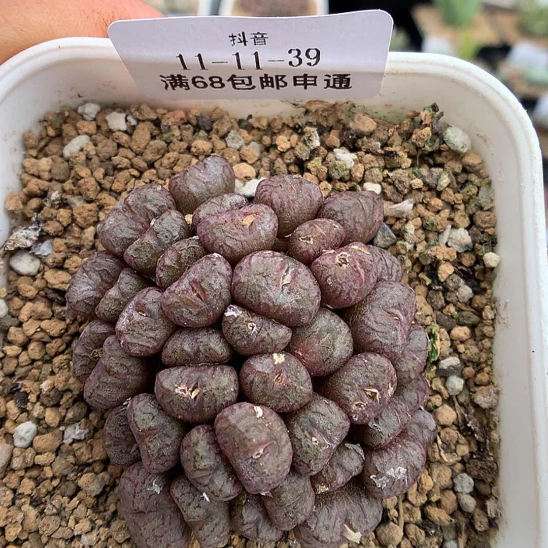 【闪购商品】11-11-39 铜壶一群